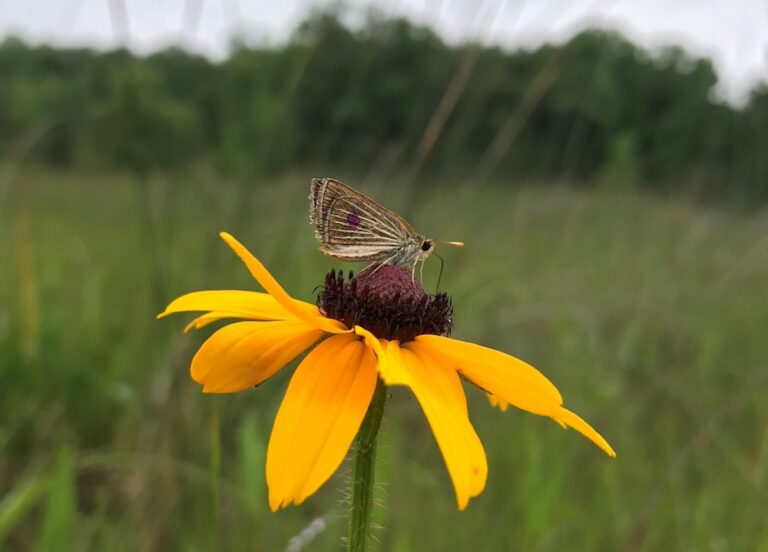 Poweshiek Skipperling on a flower