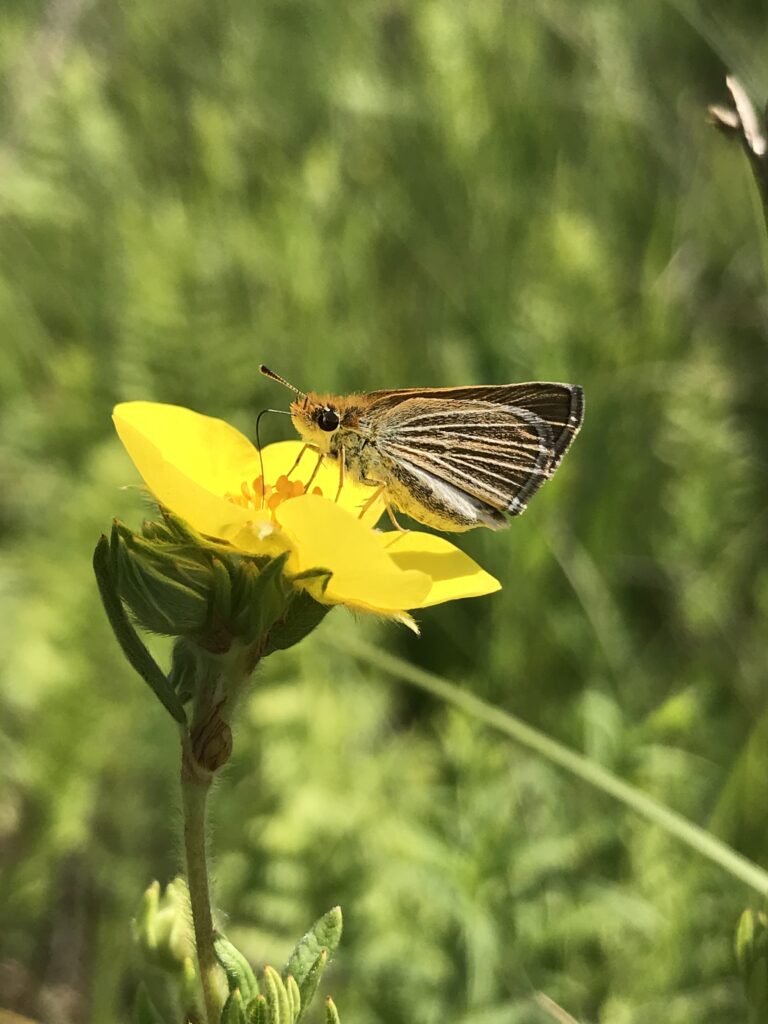 Post release female poweshiek 2020