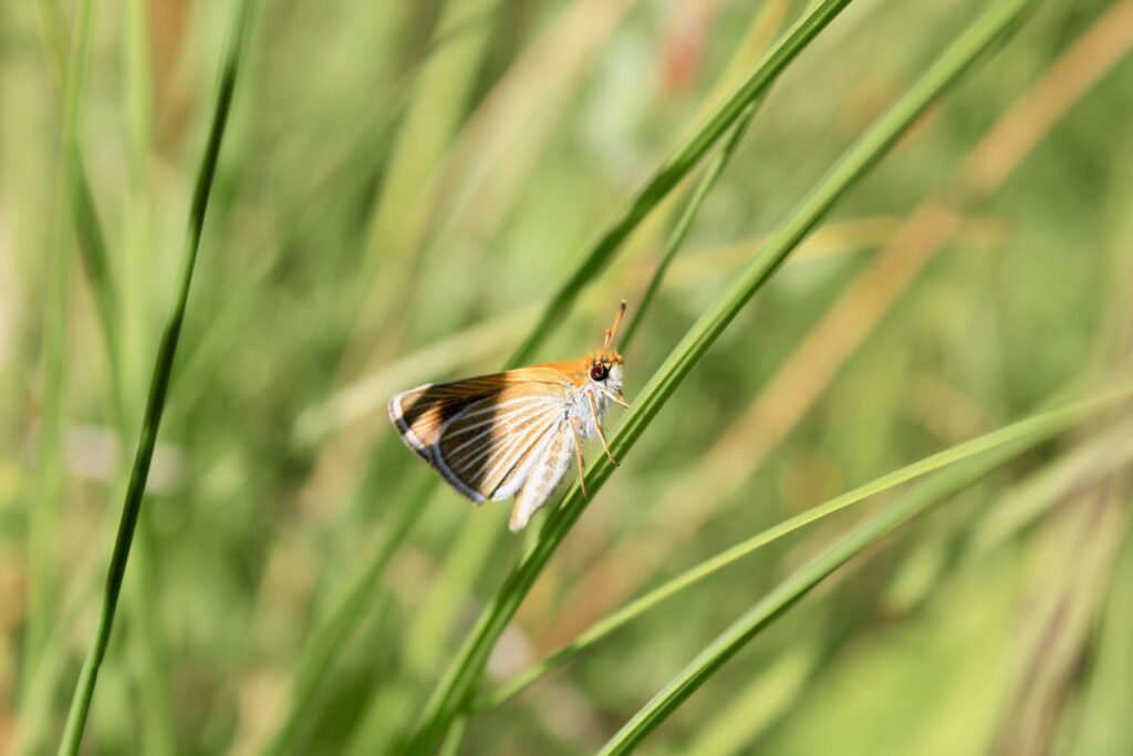 Poweshiek in grass at Long Lake Fen_MNZ