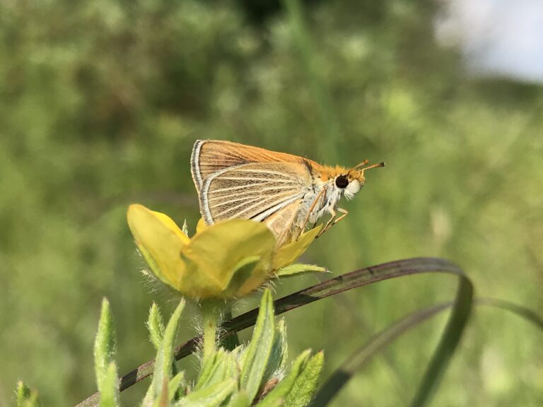 Poweshiek