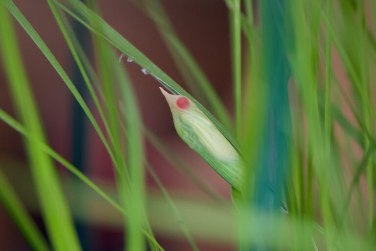 Poweshiek (red eyes)