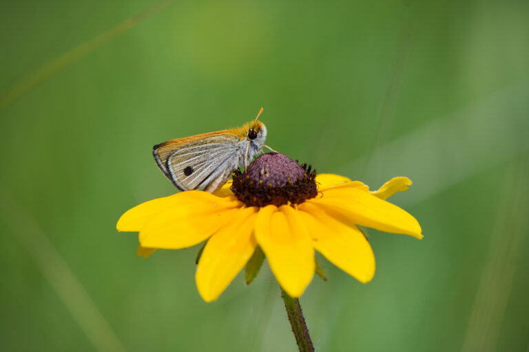 Poweshiek