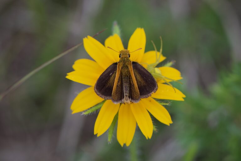 Poweshiek