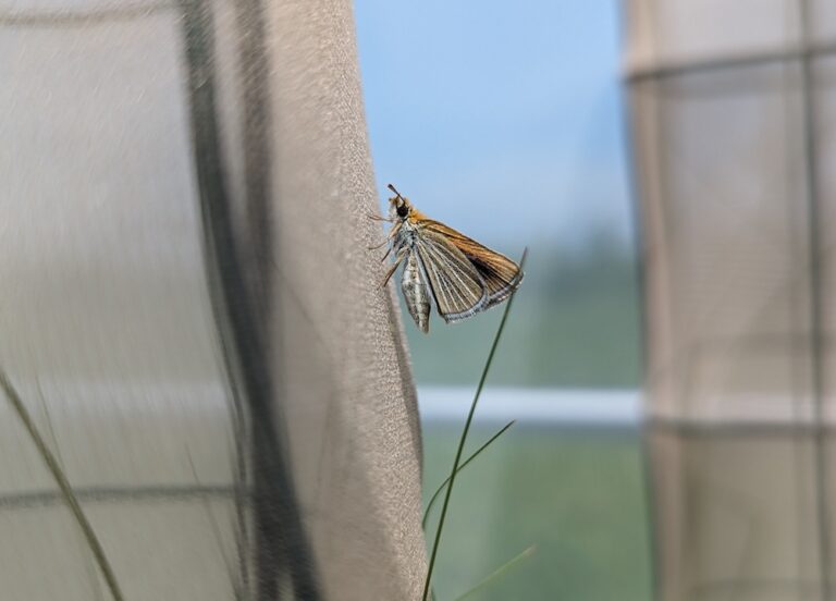 PoweshiekSkipperling4_Lindsay Hughes