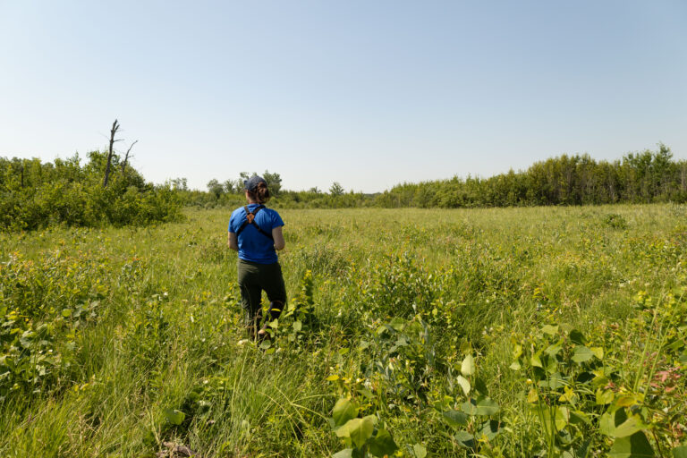 PoweshiekSkipperling_FieldSurvey_Lindsay