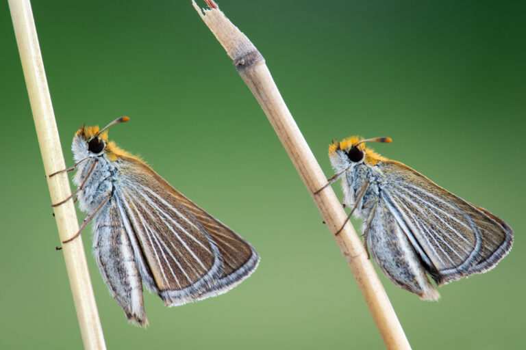 Poweshiek