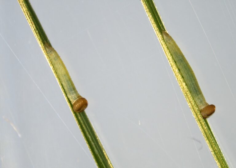 2019 Poweshiek neonates_C Nordmeyer MNZOO