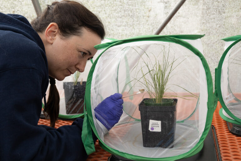 Poweshiek breeding