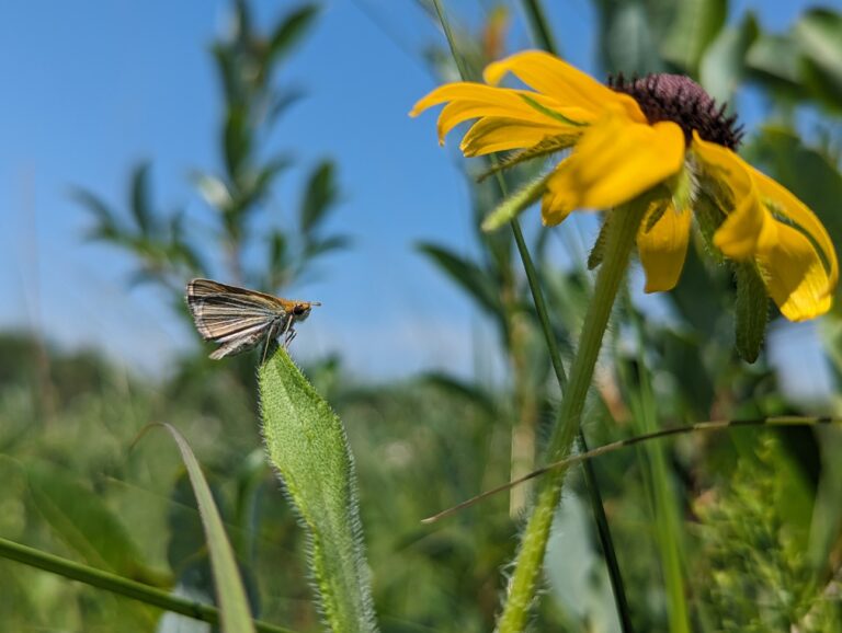 PoweshiekSkipperling