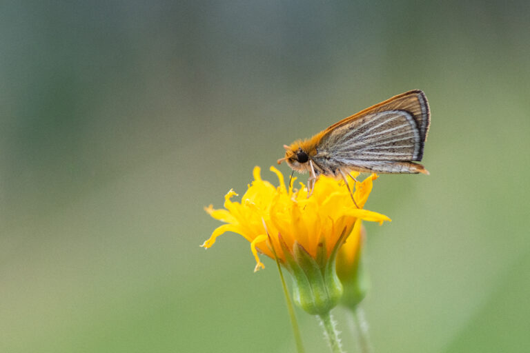 Butterfly field season 2023