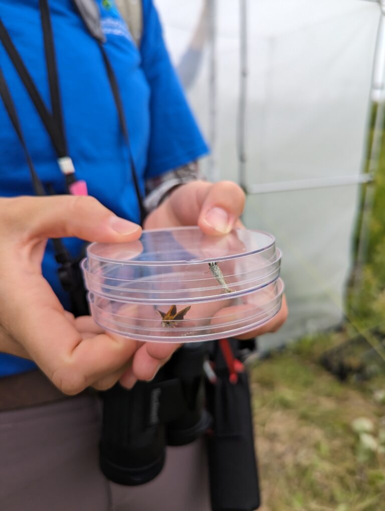 Butterfly field season 2023